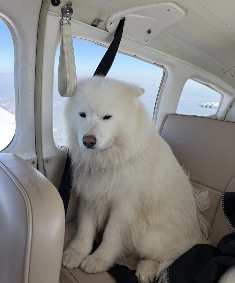 Shiro, samoyedul, pasager pe bancheta din spate a avionului, în zbor