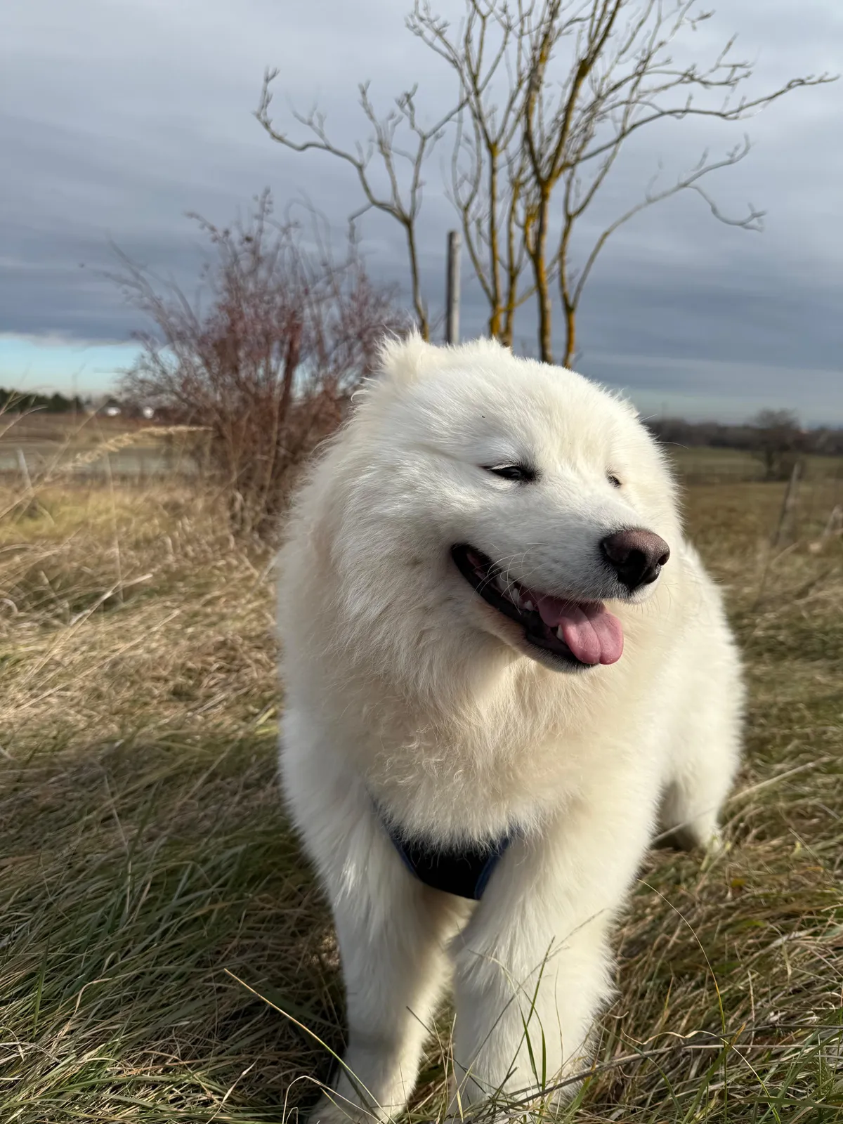 Shiro pe câmp, cu blana în vânt, înainte de furtună
