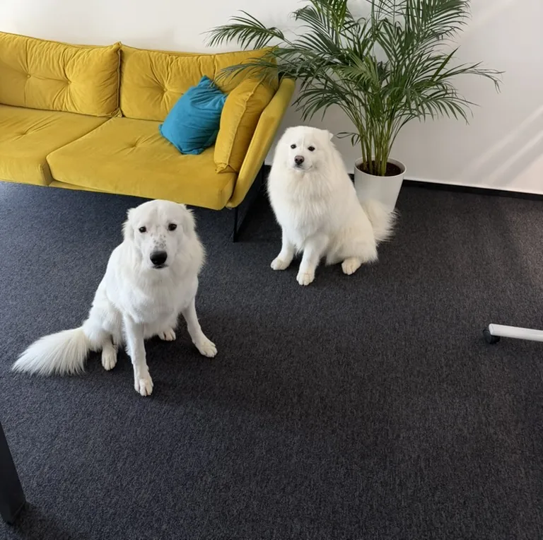 Shiro și Yuki acasă, lângă canapeaua galbenă