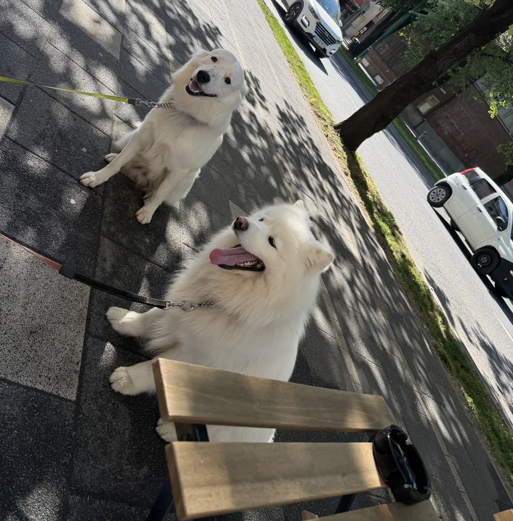 Yuki și Shiro la terasă, la umbră