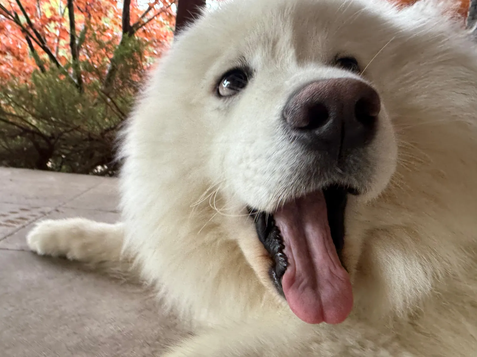Shiro de aproape, cu zâmbetul de samoyed la datorie