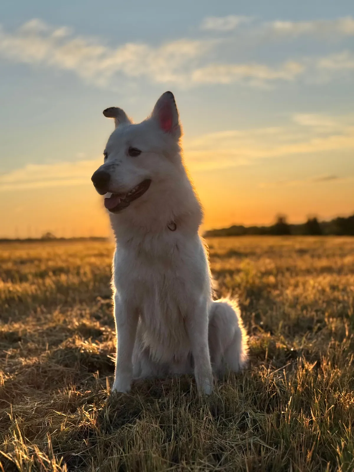 Yuki în contre-jour la apus, cu o ureche neconvinsă