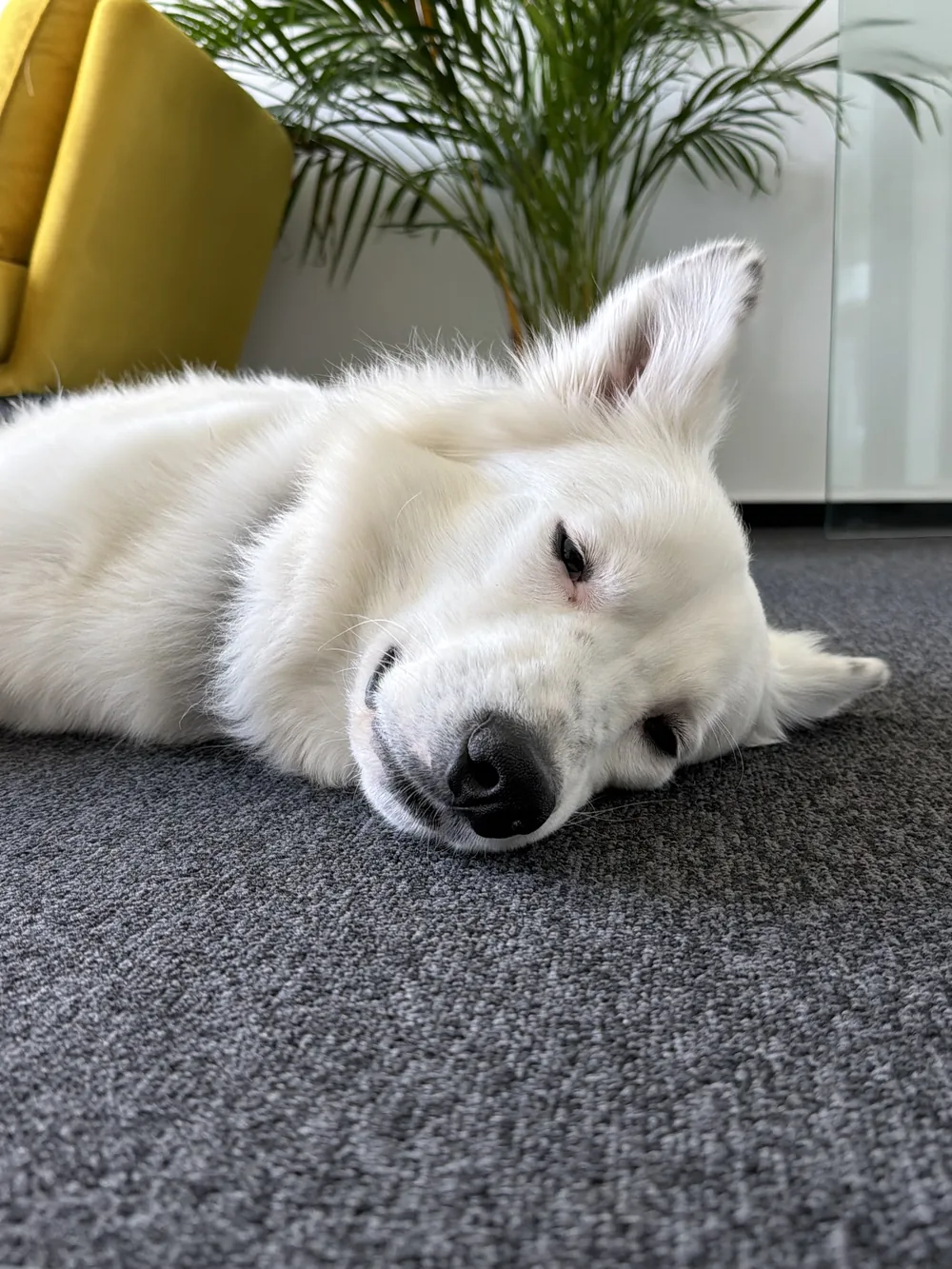 Yuki, somn adânc pe mochetă
